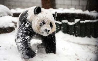 西藏棕熊被拍到雪地撒欢奔跑