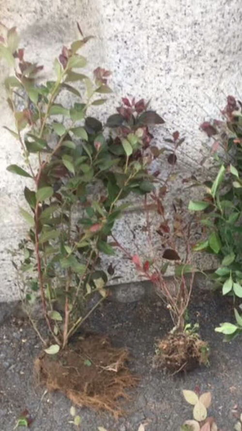 蓝莓盆栽火了 一个月成交超百万盆