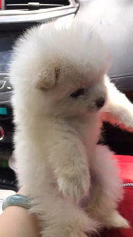 男子网购比熊犬收到后竟是“土狗”