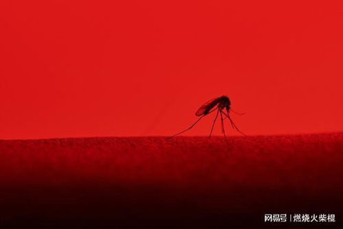 广东一地蚊子聚集飞舞似龙卷风