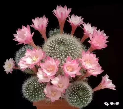  步步高花，美丽与力量的象征 步步高花卉图片大全