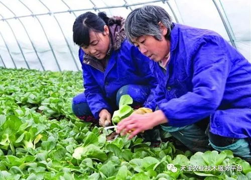 蔬菜大棚浇水设计方案 蔬菜大棚浇水设计方案及流程 