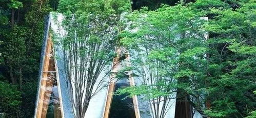 简易林木采伐设计方案 简易林木采伐设计方案范本 