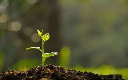 土培植物生长实验方案