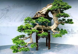 平价盆景设计图片 高清实用，轻松打造绿意盎然家居环境！