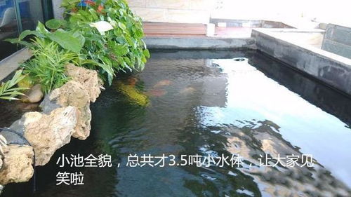鱼池锅底设计图片精选