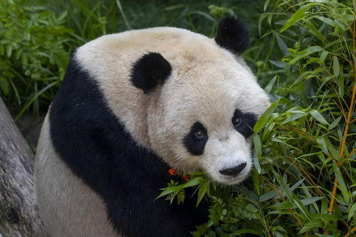 熊猫与桔梗设计图片赏析