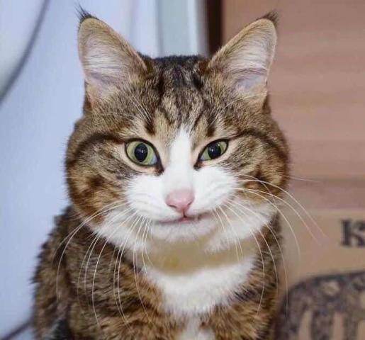 小米与猫咪的温馨故事 ，小米与猫咪的温馨时光