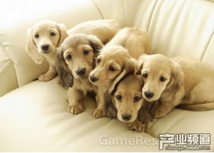 狗圈设计图片大全