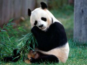 小米熊猫，科技与萌宠的完美结合，小米熊猫，科技与萌宠的梦幻联动