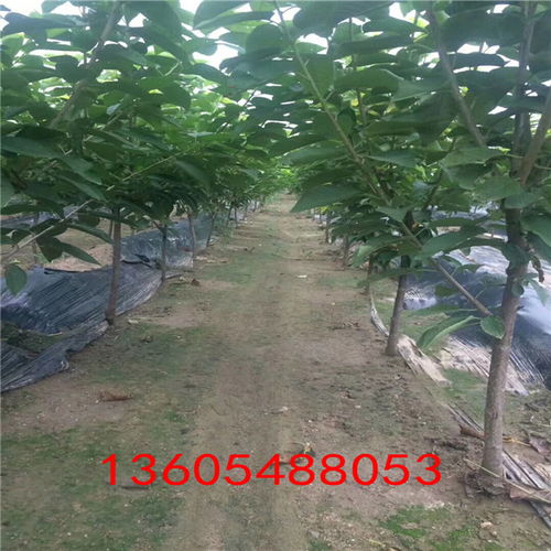 小学树皮设计图片