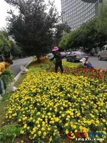 鲜花栽种设计图片