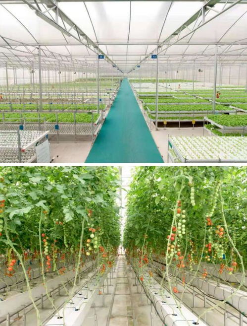 蔬菜区域设计图片