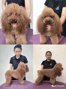 宠物美容设计图片