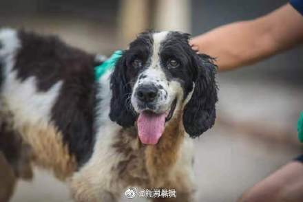 汶川地震67只搜救犬已全部离世