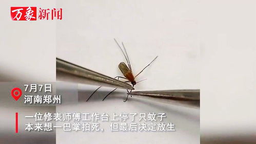 女子肩胛骨灵活到能夹死苍蝇