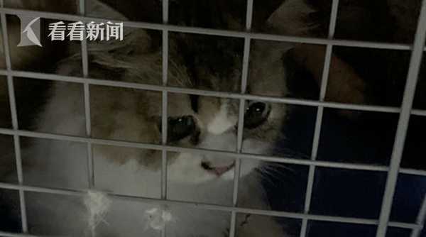 哥斯达黎加一只猫“走私”毒品被抓