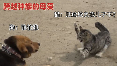 英国黄牛为抢LABUBU大打出手